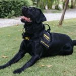 Specially trained dog supporting Thai police in human trafficking and sexual abuse of children cases